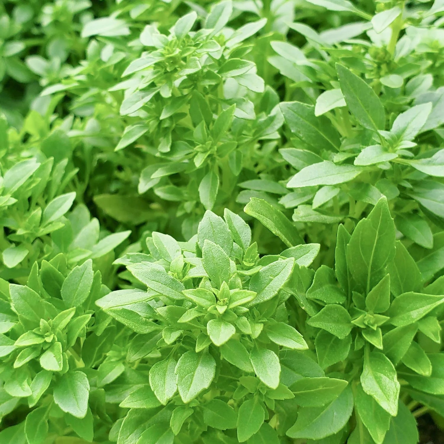 Spicy Globe Basil Seeds – Compact Basil with Bold Flavor for Containers & Edging