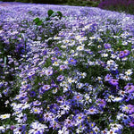 Brachycome Iberidifolia Annual Herb Flower heirloom non-gmo organic garden seeds
