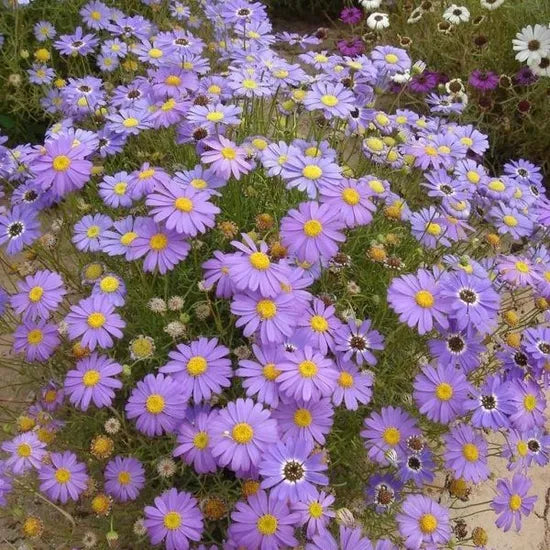 Brachycome Iberidifolia Annual Herb Flower – Heirloom, Non-GMO, High Germination Organic Garden Seeds
