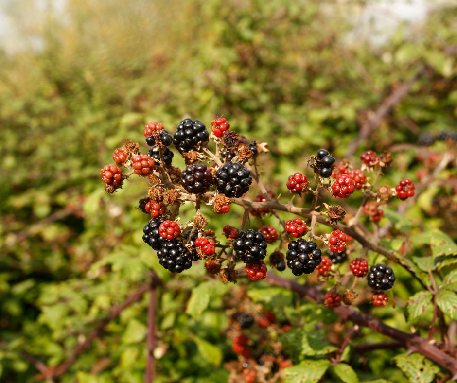 Bramble Seeds (Rubus fruticosus)