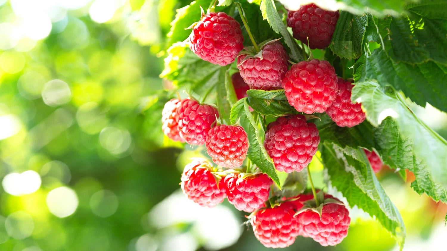 Prelude Raspberry Plants