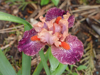 Brash And Sassy Dwarf Iris