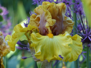 Brass Lamp Tall Bearded Iris