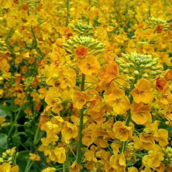 Brassica Campestris Excellent Nectar Plants And Oil Crops Annual Herb Flower heirloom non-gmo organic garden seeds