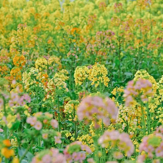 Brassica Campestris Excellent Nectar Plants And Oil Crops Annual Herb Flower – Heirloom, Non-GMO, High Germination Organic Garden Seeds