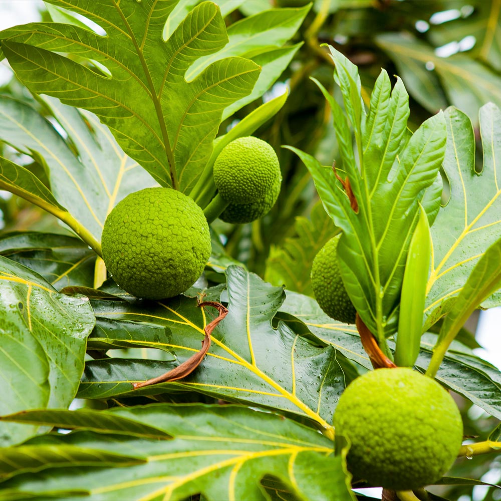 Breadfruit Seeds (Artocarpus altilis)