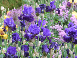 Break Time Tall Bearded Iris