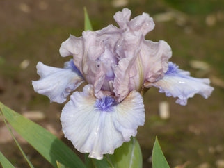 Breathtaking Dwarf Iris