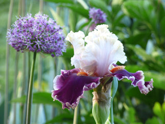 Breezin' Tall Bearded Iris