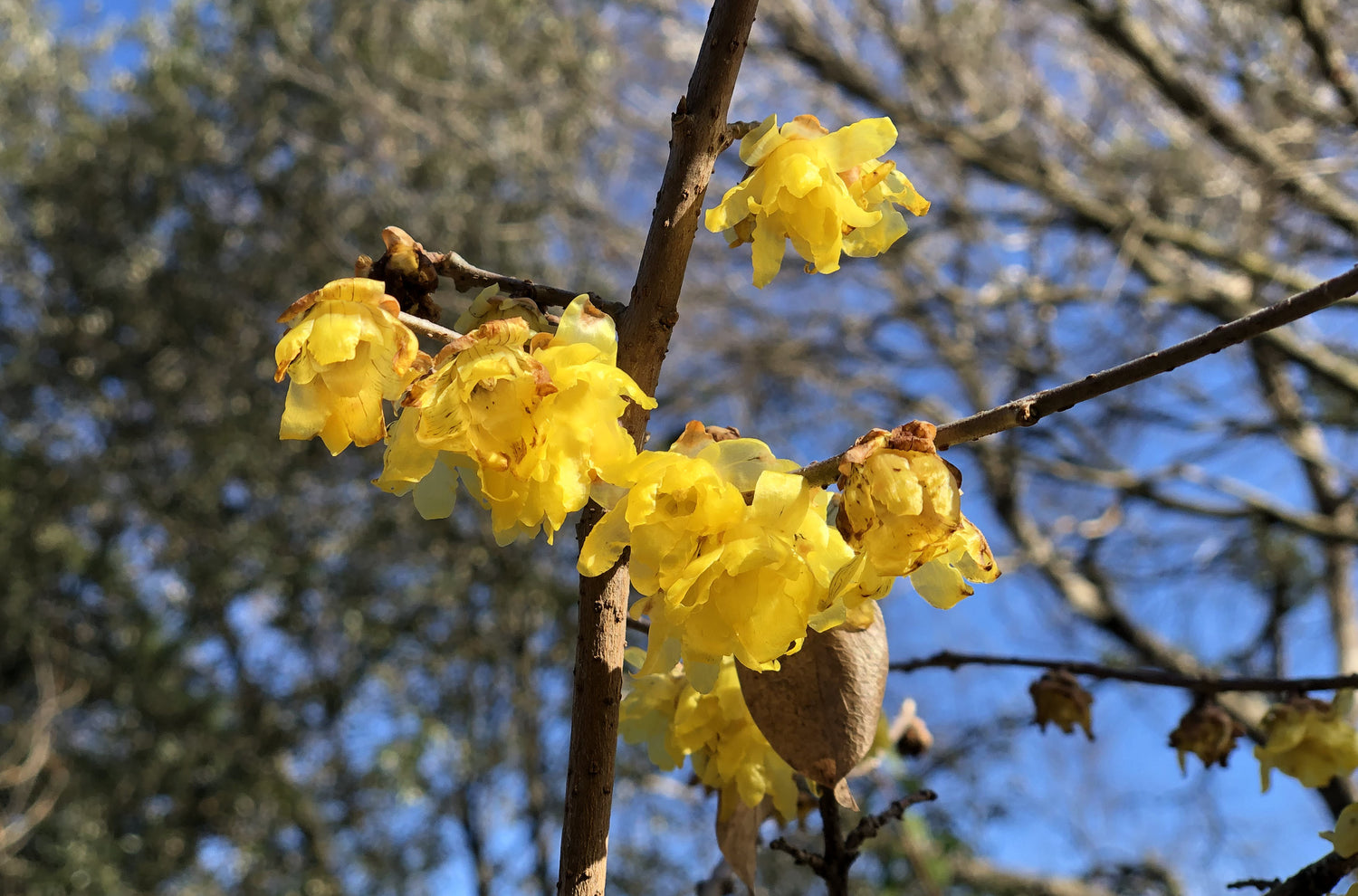 Chimonanthus Praecox Wintersweet Shrub