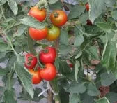 Bright Red Indeterminate Tomato For Sowing heirloom non-gmo organic garden seeds
