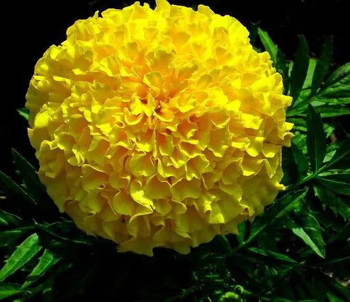 Bright Yellow Giant High Quality Variety Marigold Flower For Sale – Heirloom, Non-GMO, High Germination Organic Garden Seeds