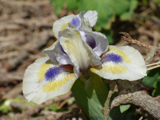 Bright Blue Eyes Dwarf Iris