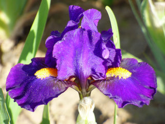 Bright Flash Dwarf Iris