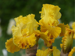 Bright Sunshiny Day Tall Bearded Iris