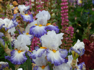 Brilliant Idea Tall Bearded Iris