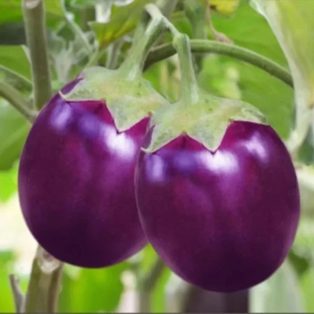 Violet Brinjal Seeds for Planting heirloom & Non-GMO Seeds