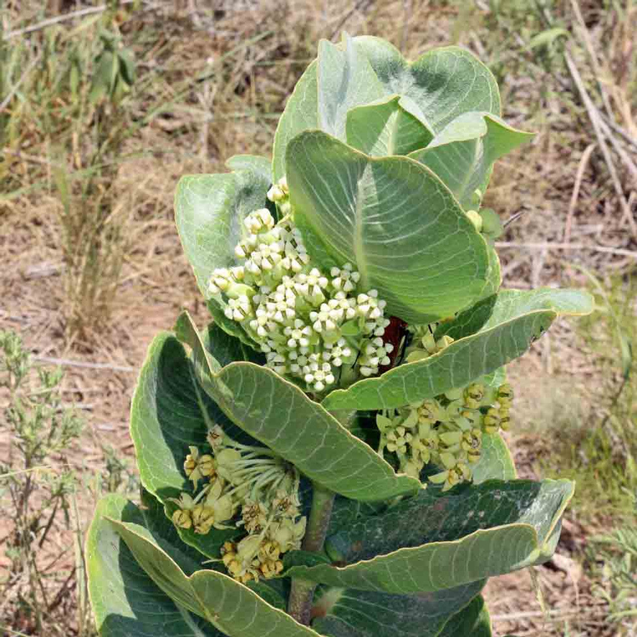 Asclepias Arenaria Plant Seeds for Planting – Drought-Tolerant Pollinator-Friendly Blooms