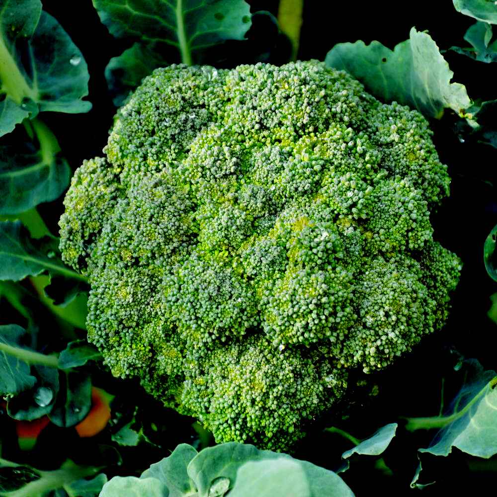 Castle Dome Hybrid Broccoli Seeds | Uniform Tight Blue-Green Broccoli Heads – Heirloom, Non-GMO, High Germination Organic Garden Seeds