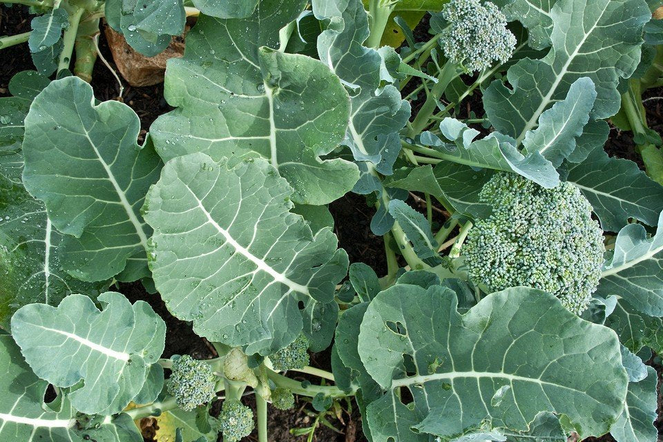 Calabrese Broccoli Seeds | Classic Italian Heirloom Large-Head Broccoli – Heirloom, Non-GMO, High Germination Organic Garden Seeds