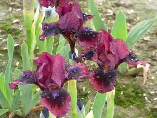 Brooklyn Dwarf Iris