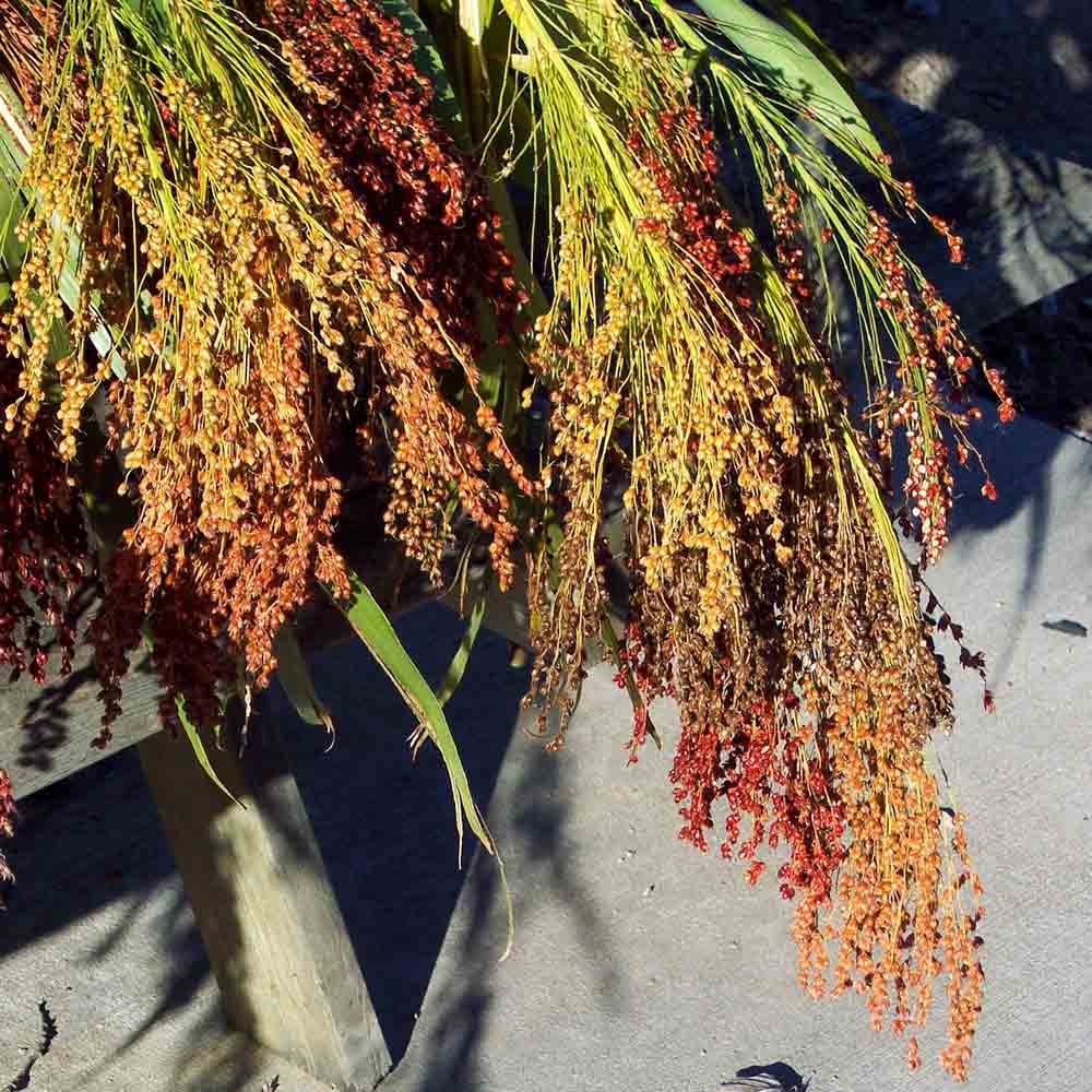 Broom Corn Seeds