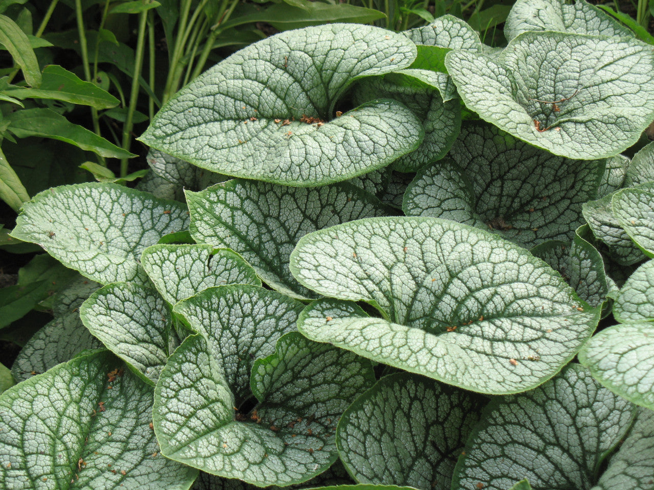 Brunnera Sea Heart