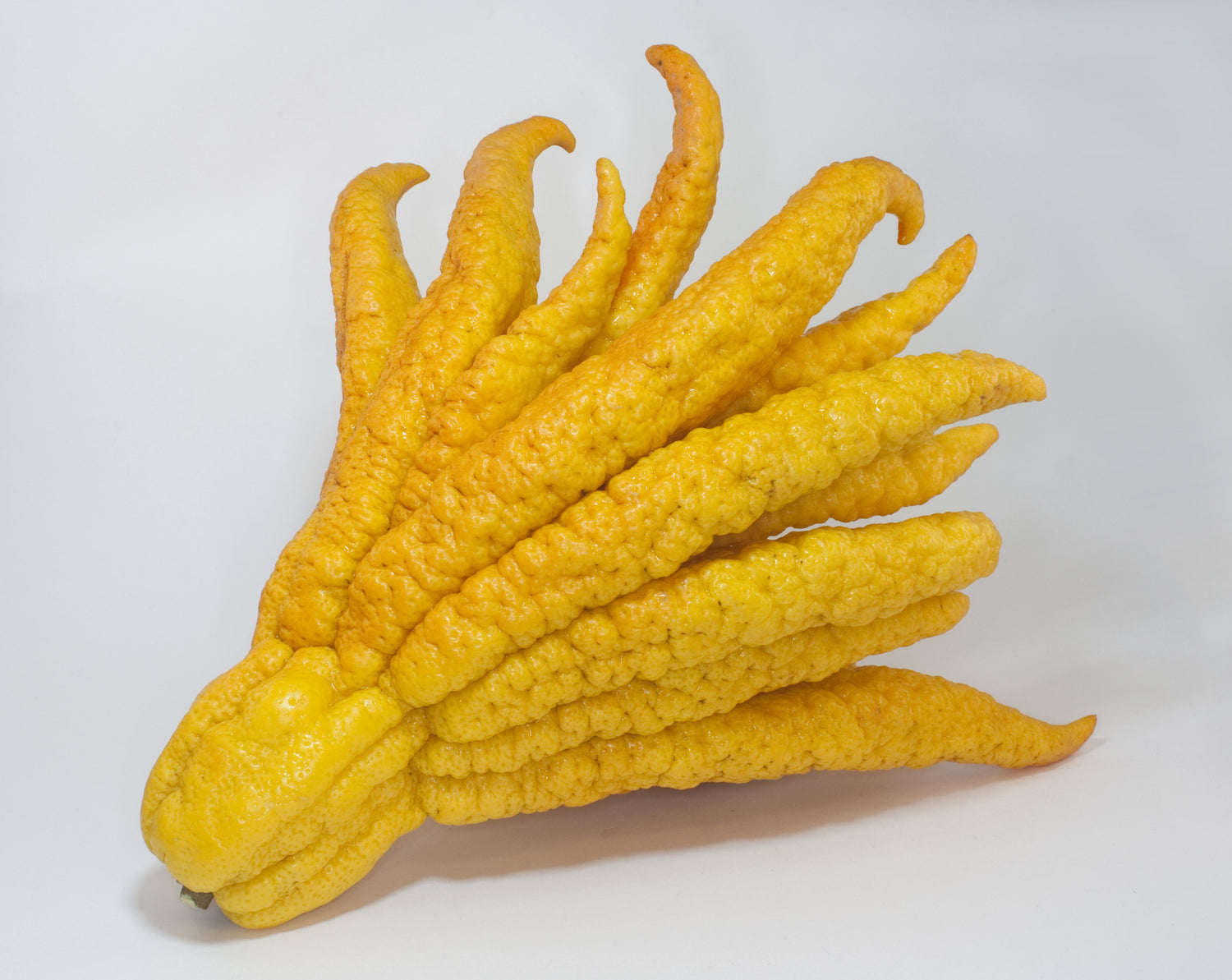 Buddha’s Hand Seeds (Citrus medica var. sarcodactylis)