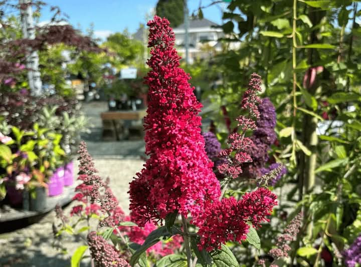 Red Buddleia Davidii Seeds for Planting – Attract Pollinators, Non-GMO