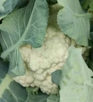 Bulk Heat Resistant Early Maturity Cauliflower For Sowing – Heirloom, Non-GMO, High Germination Organic Garden Seeds