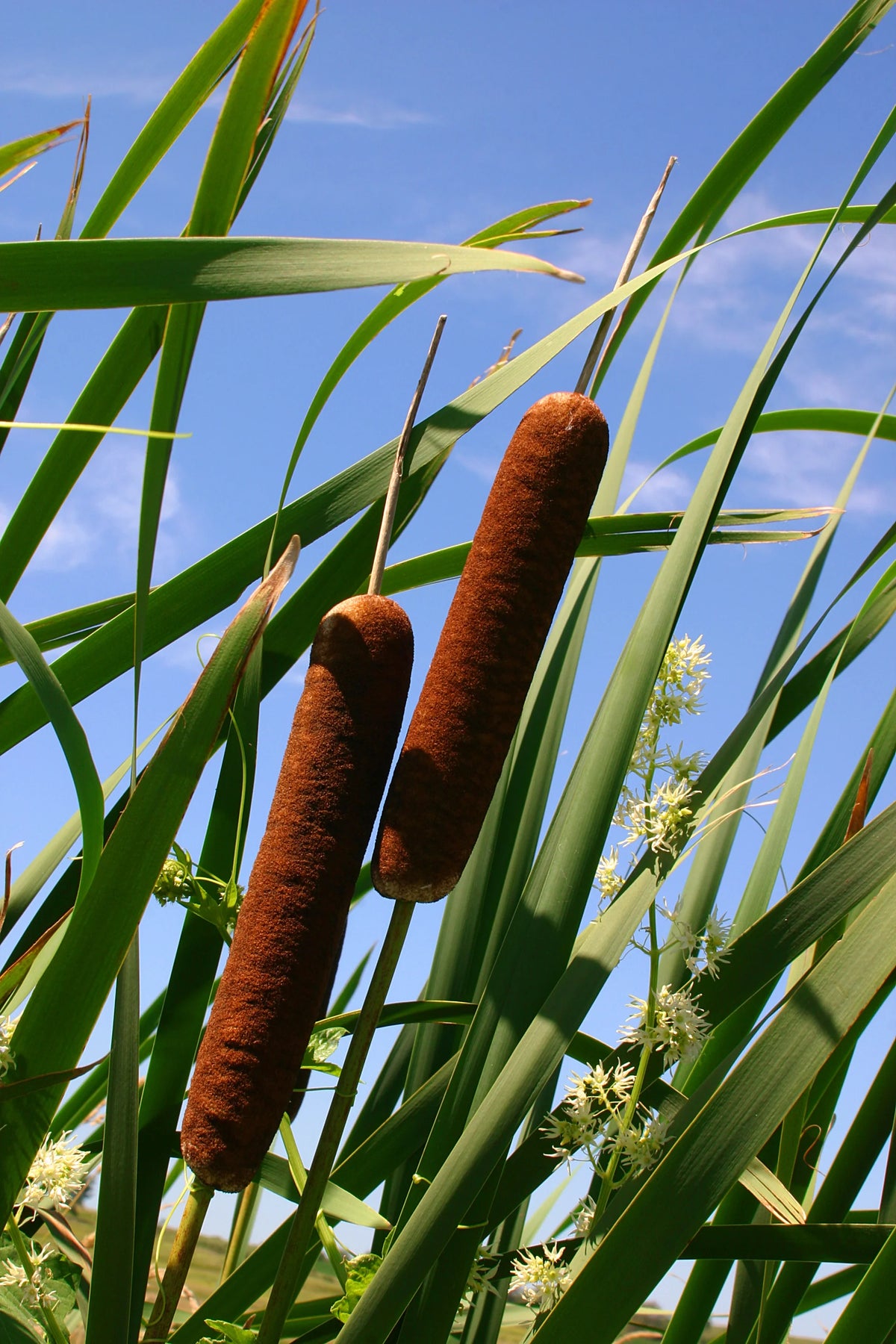 Germination of Common Bulrush Typha Latifolia seeds in aquatic soil