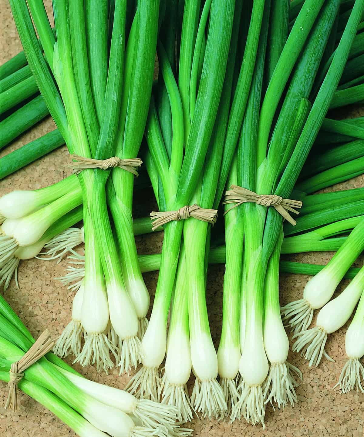 Parade Green Onion Organic Seeds