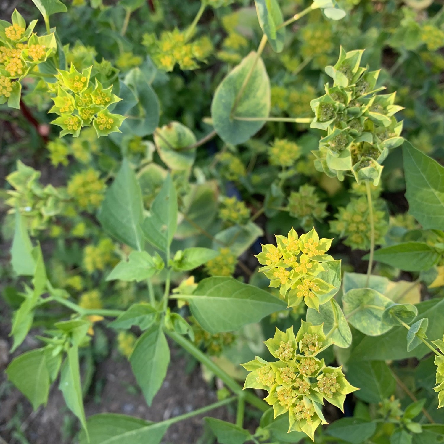 Bupleurum Green Gold