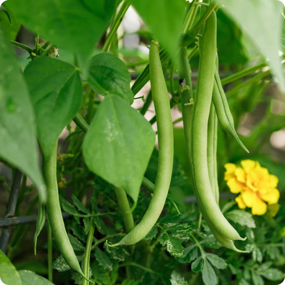 Stringless Bean Vegetable Seeds for Planting