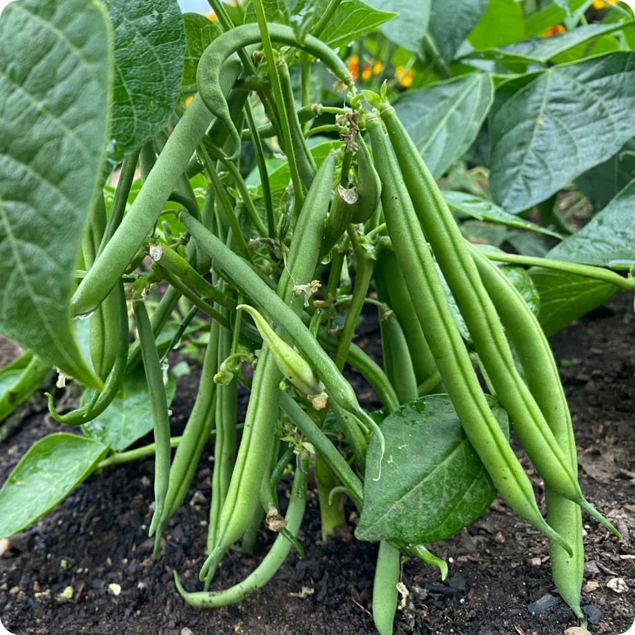 Stringless Bean Vegetable Seeds for Planting