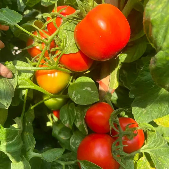 Bushy Type Determinate Mid Maturity Tomato heirloom non-gmo organic garden seeds