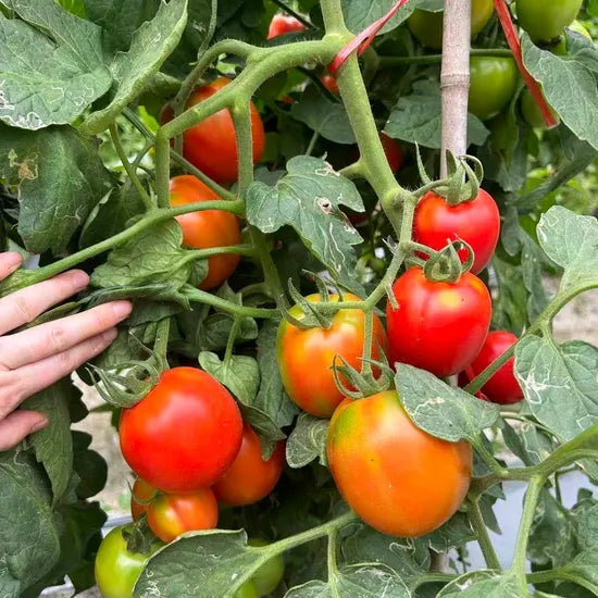 Bushy Type High Quality Tomato For Sale heirloom non-gmo organic garden seeds