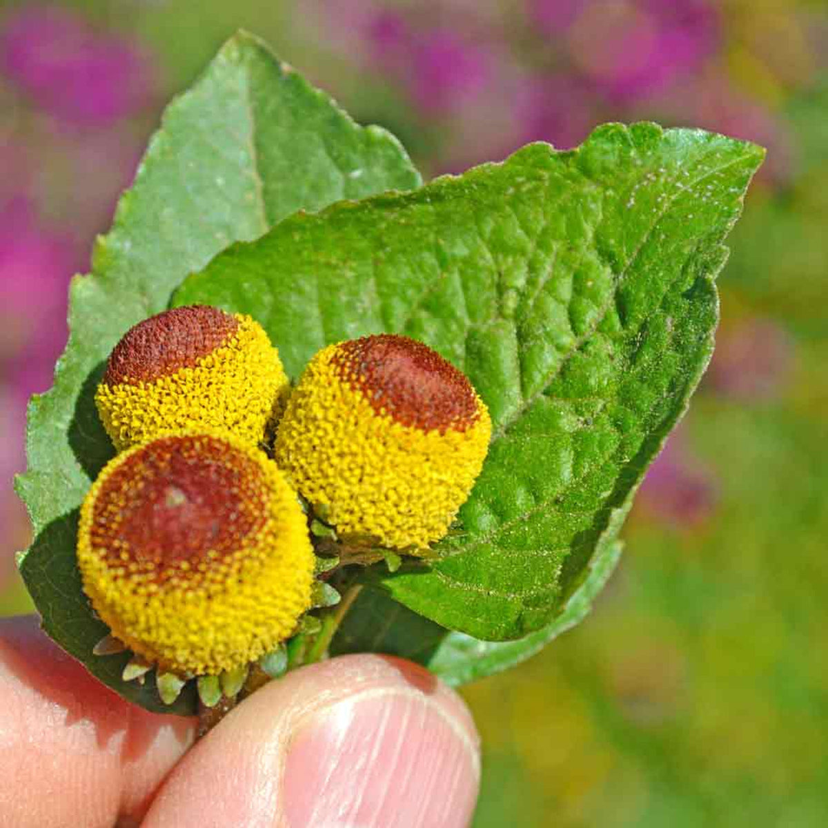 Close-up of the yellow buzz button flower of the Toothache Plant showing the tingling effect source.