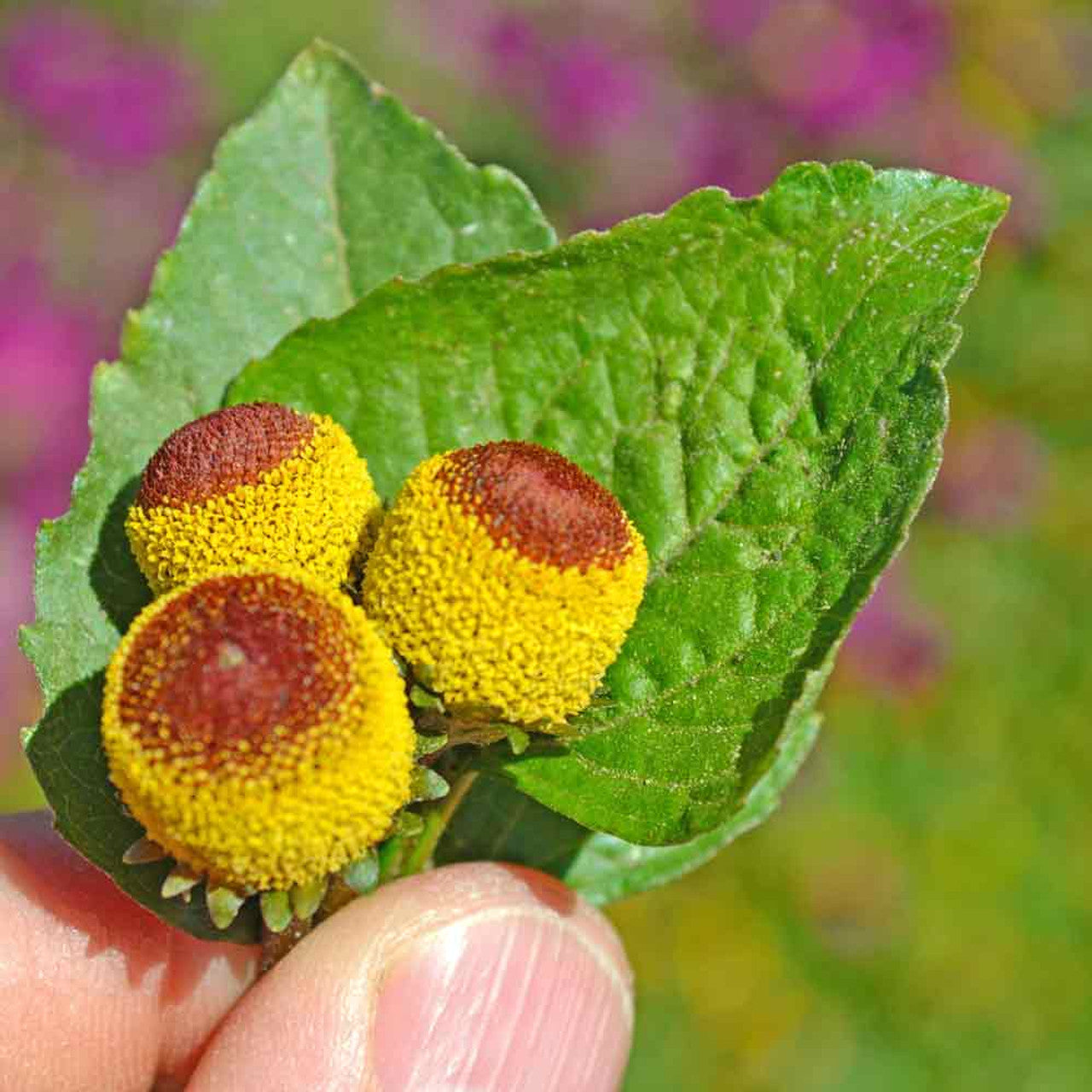 Close-up of the yellow buzz button flower of the Toothache Plant showing the tingling effect source.