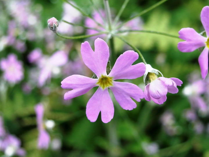 Pink Primula Malacoides Seeds – Heirloom, Non-GMO Flower Seeds for Planting Delicate Blooms