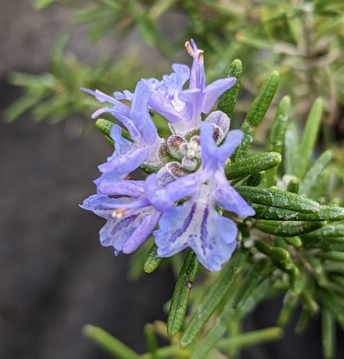 SimplyHerbs -  Rosemary Seeds