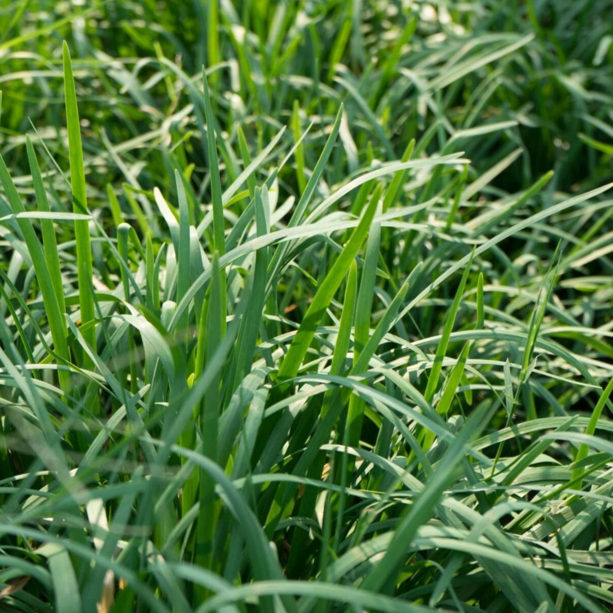 Garlic Chives Seeds