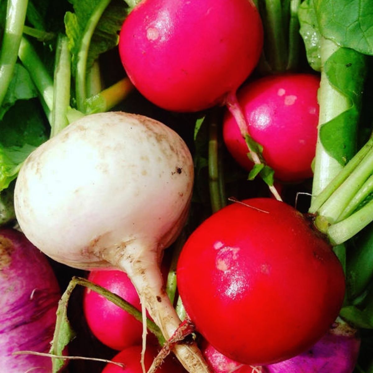 Easter Egg Radish Seeds