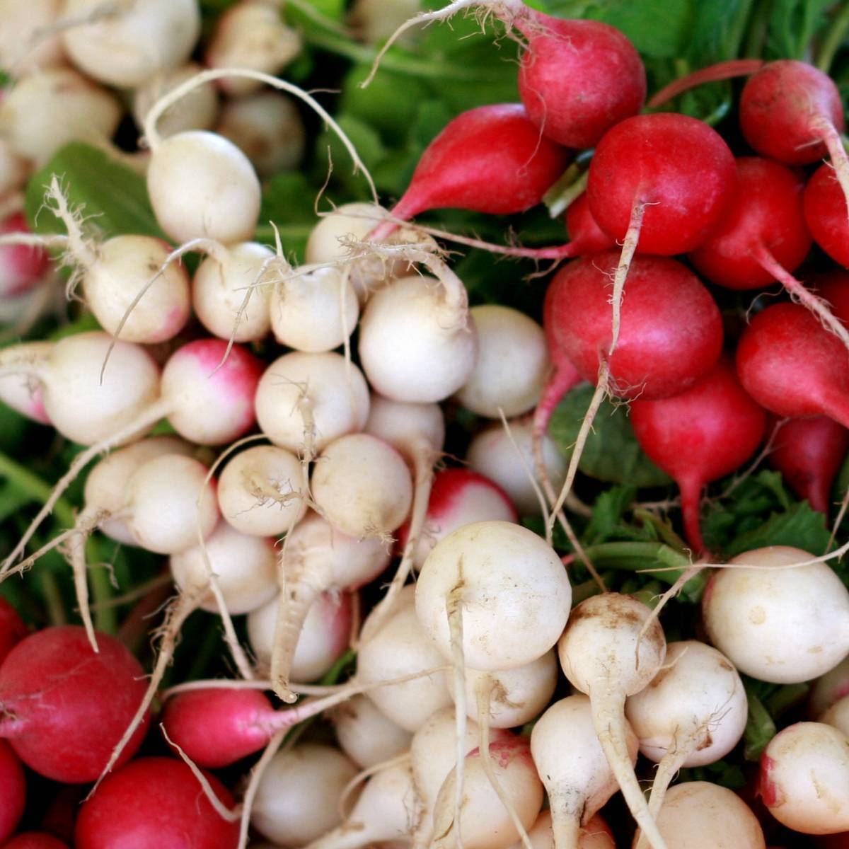 Confetti Mix Radish Seeds