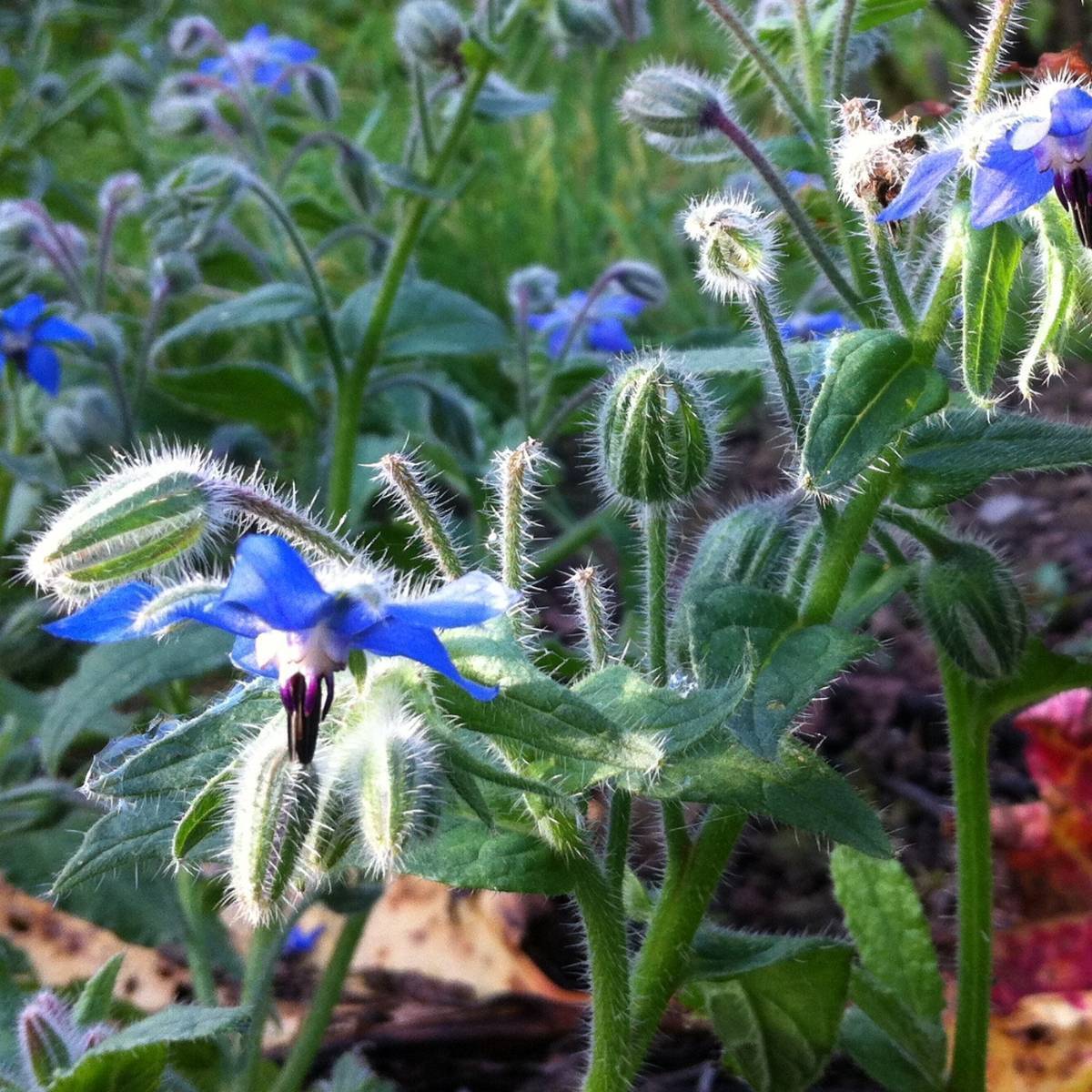 Borage Seeds