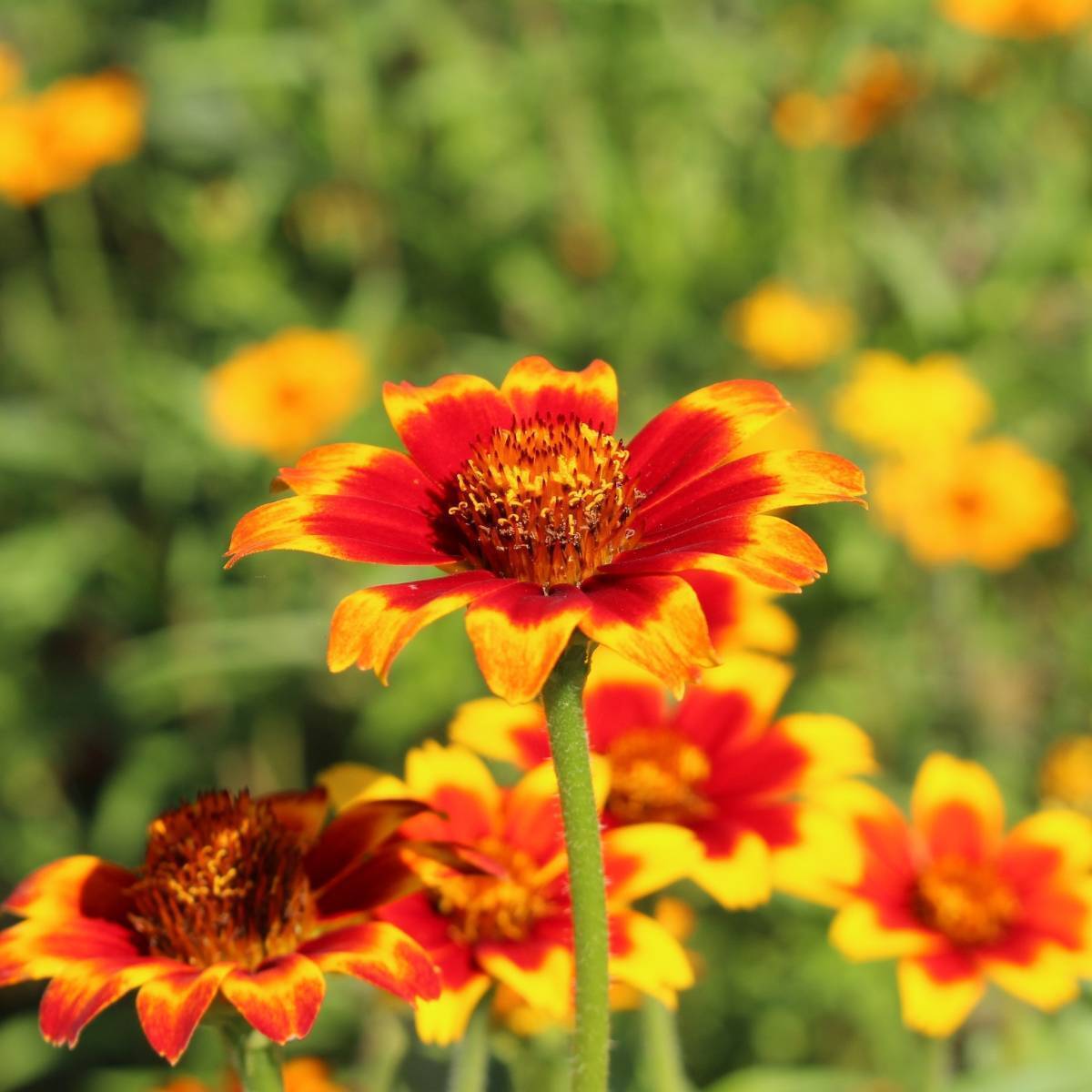 Zinnia Persian Carpet Seeds