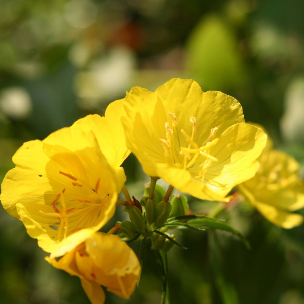 Evening Primrose Seeds