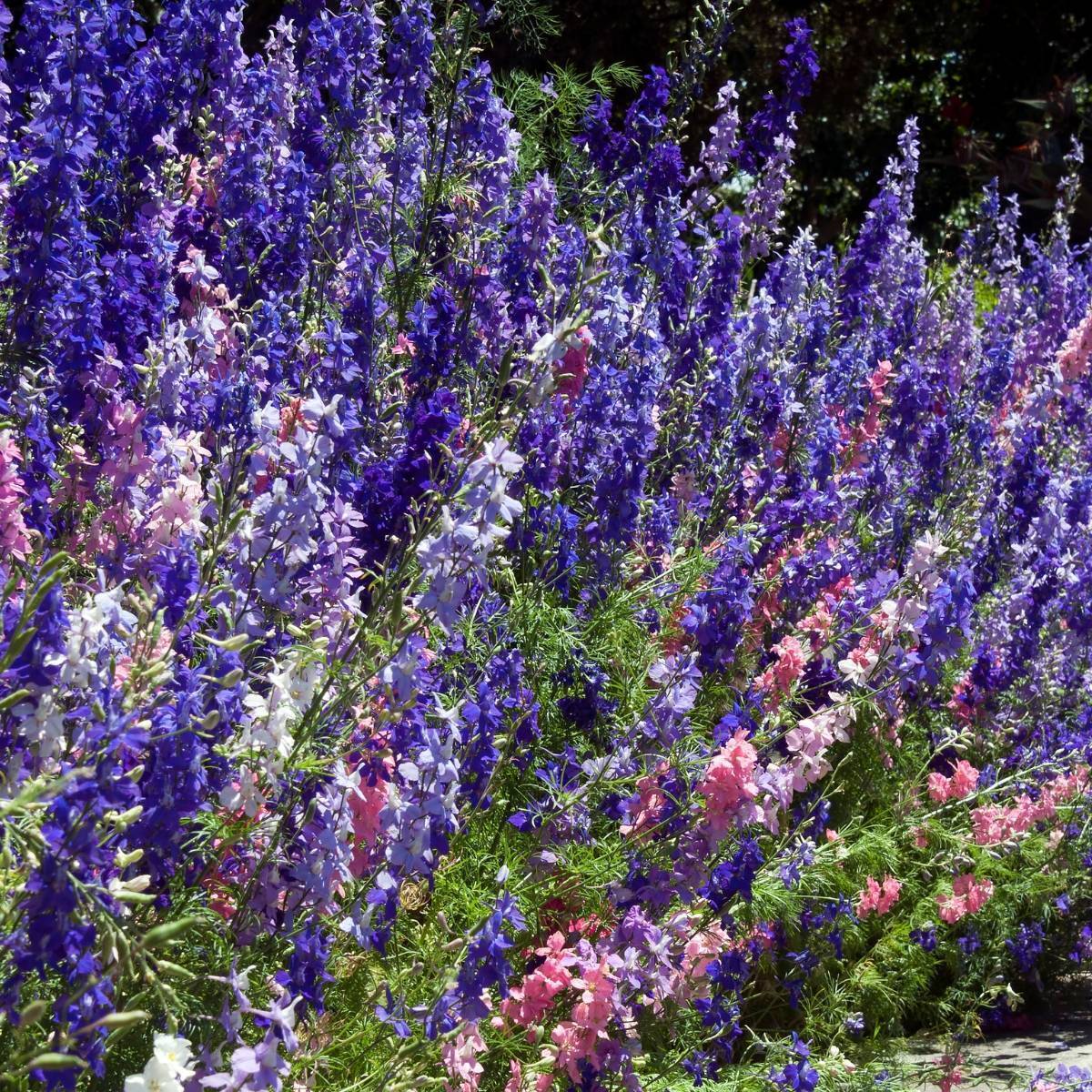 Larkspur Imperial Choice Mix Seeds