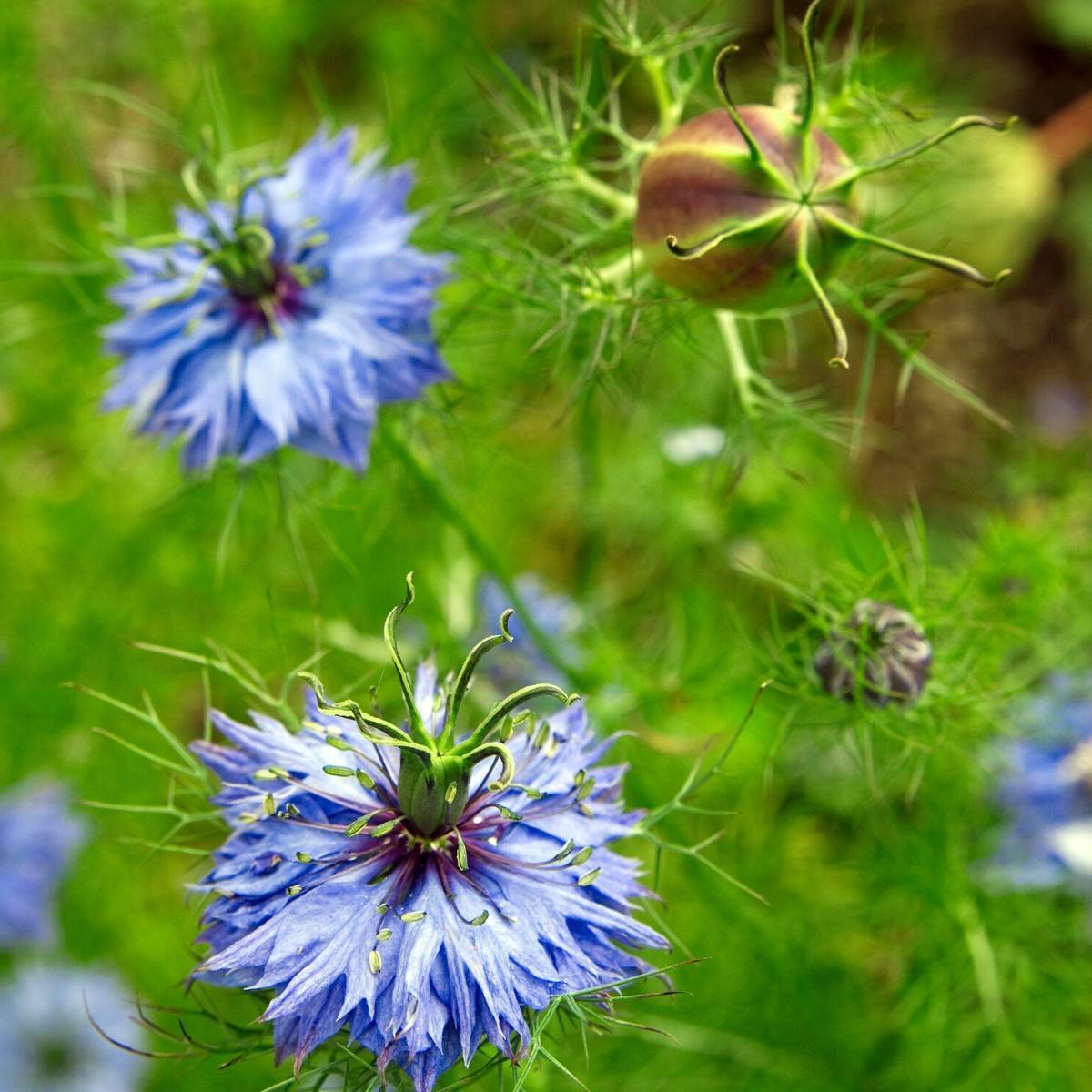 Nigella Miss Jekyll Blue Seeds