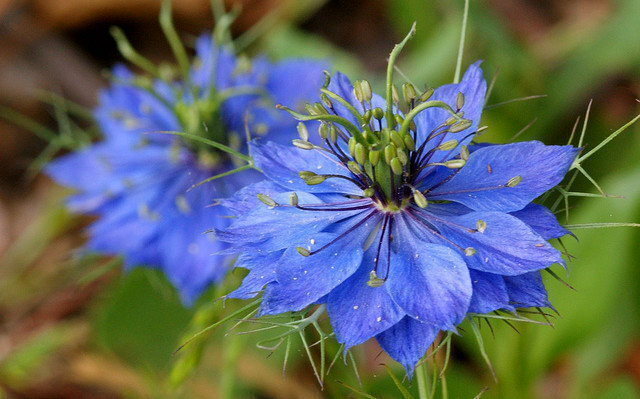 Blue Nigella Jekyll Flower Seeds for Planting - 100 seeds for planting in home garden